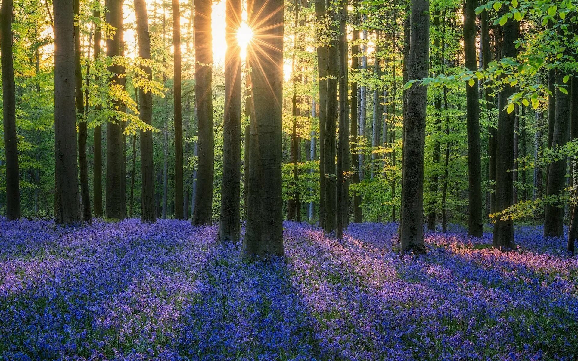 Bluebell Forest Бельгия. Халлербос. Красивый лес. Красивые леса. Прекрас ный