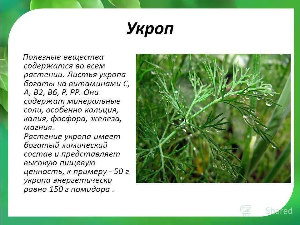 Укроп польза отзывы. Укроп растение. Укроп описание. Чем полезен укроп. Укроп лекарственное растение.