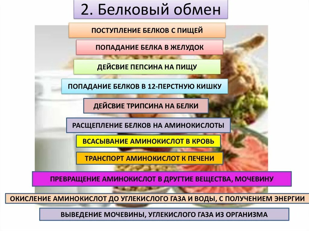 Белковый обмен. Избыточное поступление белков с пищей. Поступление белков с пищей попадания. Основные этапы белкового обмена. 2 белковый обмен