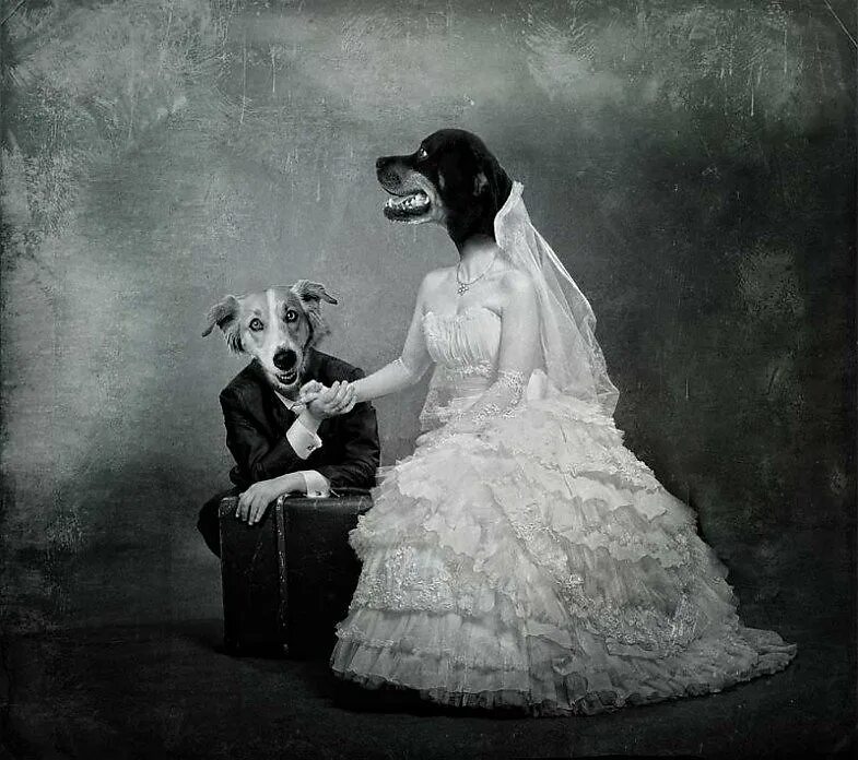 Женщина собака брак. Собачья свадьба. Собаки в свадебных нарядах. Собачья свадьба картина. Браки с животными.