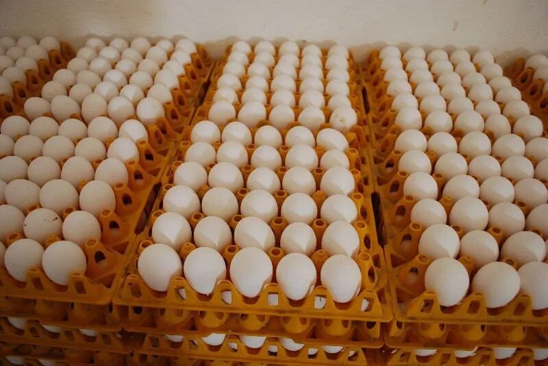 Купить яйца для инкубатора курей. Инкубационное яйцо Росс 308. Инкубационное яйцо бройлера Росс 308. Росс 308 инкубация яиц. Инкубационное яйцо бройлера Кобб 500.