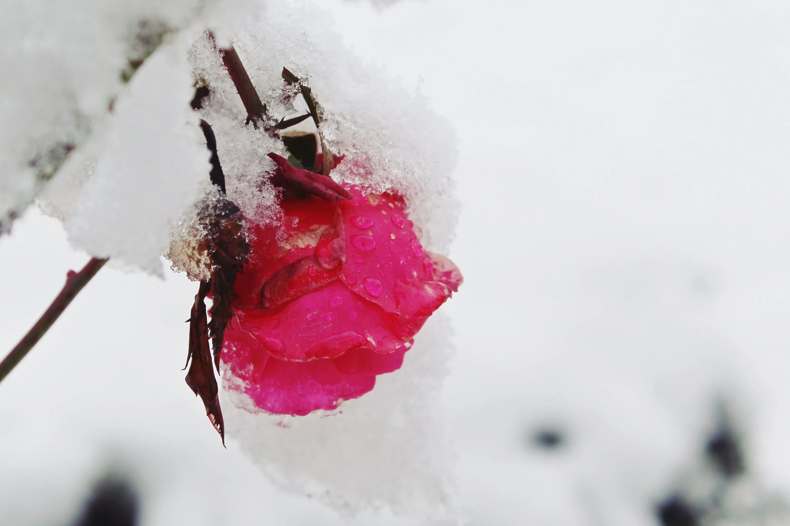 Красная снежка. Зимние цветы. Цветы в снегу. Цветы зимой.