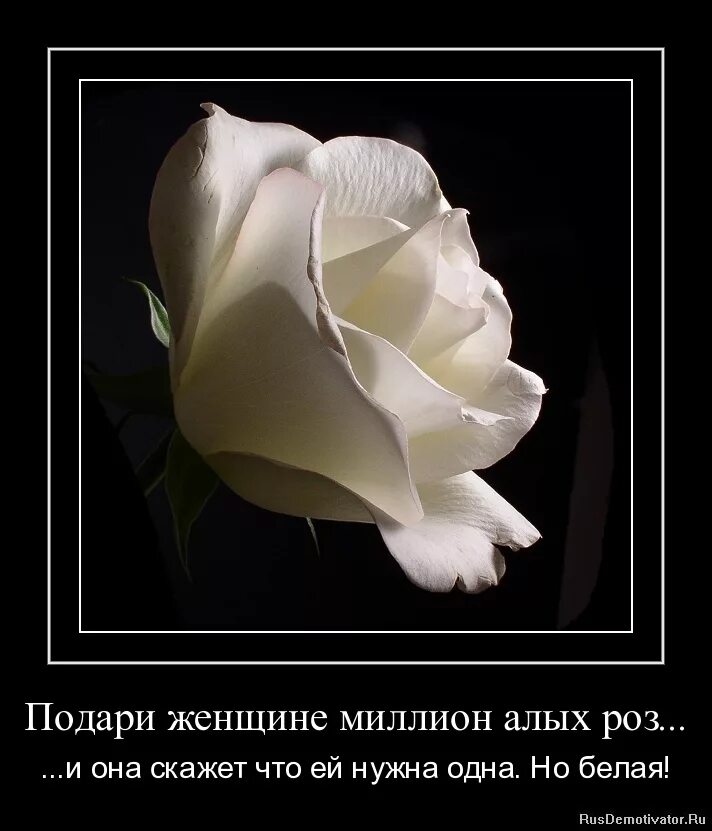 Он дарил ей розы а она. Rodriquez for her rose. Кот дарит розу мем. Кот дарит розу мем. Он дарил ей розы а она.