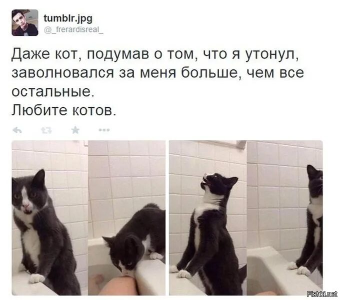 Даже коты