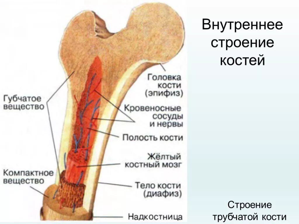 Костномозговая полость кости