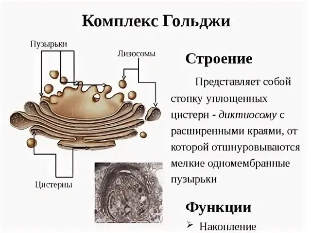 Объект лизосома центриоль процесс внутриклеточное пищеварение. Комплекс Гольджи строение и функции таблица. Аппарат Гольджи строение и функции рисунок. Комплекс аппарат Гольджи функции. Особенности строения функции ЭПС комплекса Гольджи.