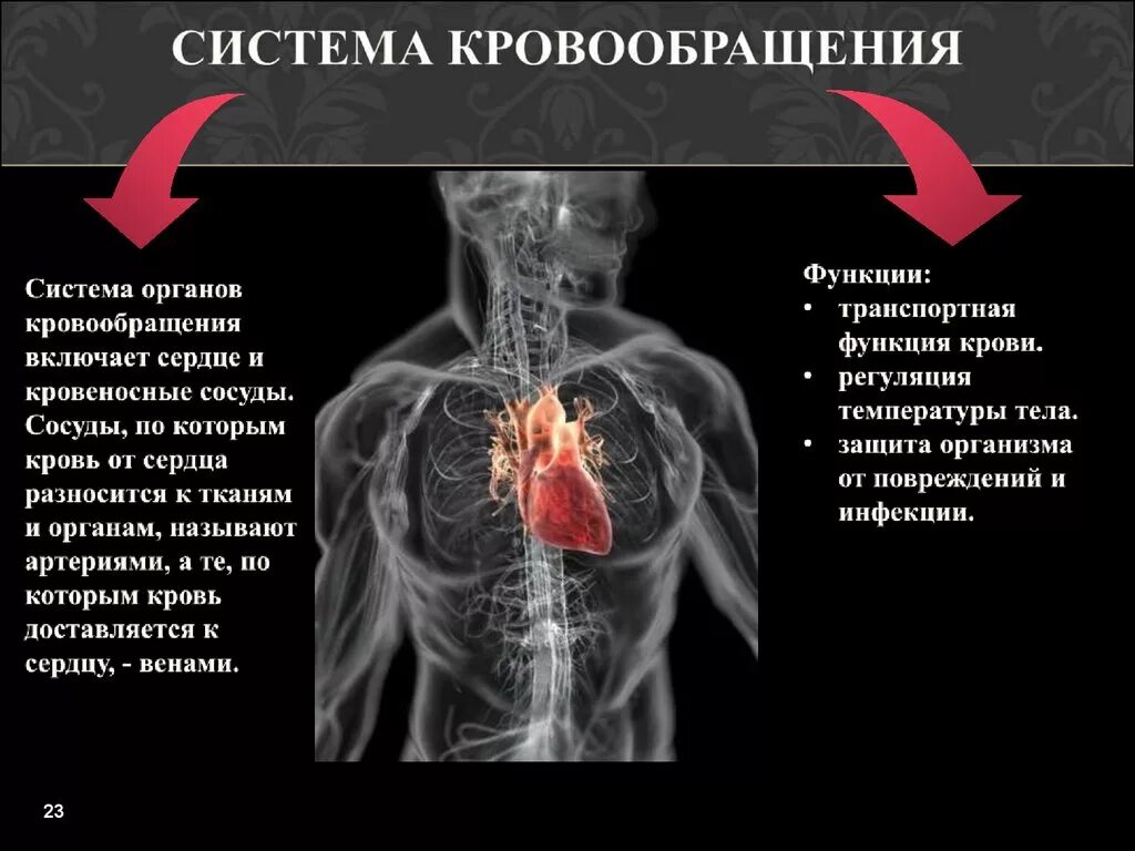 Система кровообращения. Система кровообращения включает. Система кровообращения включает:система кровообращения включает. Система кровотока.