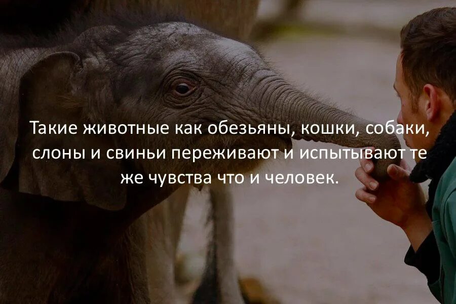 Видео интересные факты 2. Удивительные факты. короткие интересные факты. краткие факты в картинках. смешные факты фото.