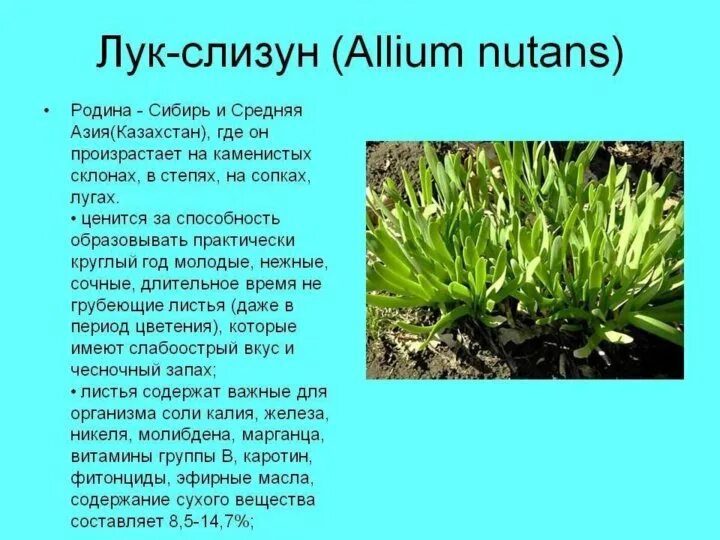 Лук слизун - купить в Тюмени, цена 150 руб., дата размещения: 22.07.2024 - Расте