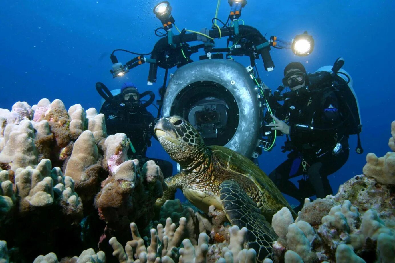 Тайны океана документальные. «Тайны подводного Каспия» (2004).. Подводный мир. Морские глубины. Подводные обитатели.