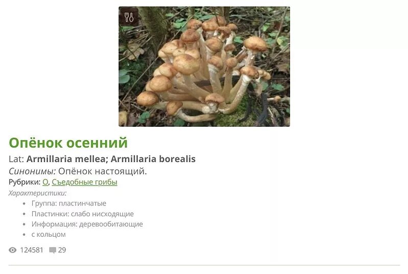 Ложноопенок серно-желтый: ботаническое описание и фото