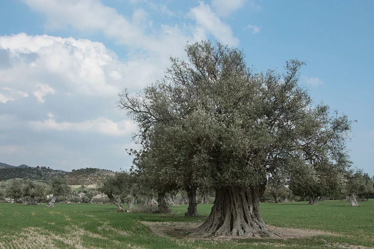 Pin by Blancoma USA on Olive and Olive Oil Tree, Plants, Olive