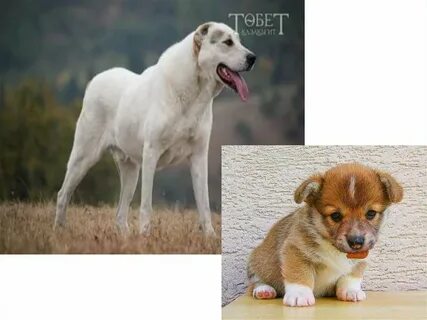 Жекпе-жек шығып кетті