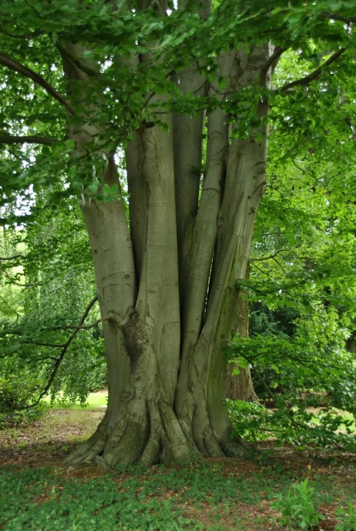 2 American Beech Trees - 6-12&#034; Tall Live Plants - Quart Pots - Fagus grandi