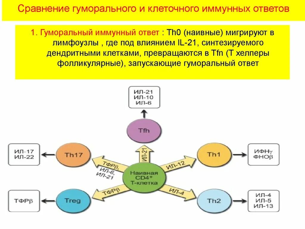 Гуморальный иммунный ответ (th2).. Th2 иммунный ответ клеточный. Типы иммунных ответов гуморальный клеточный. Гуморальный иммунный ответ (клетки-участники, их взаимодействие),. В иммунном ответе участвуют клетки