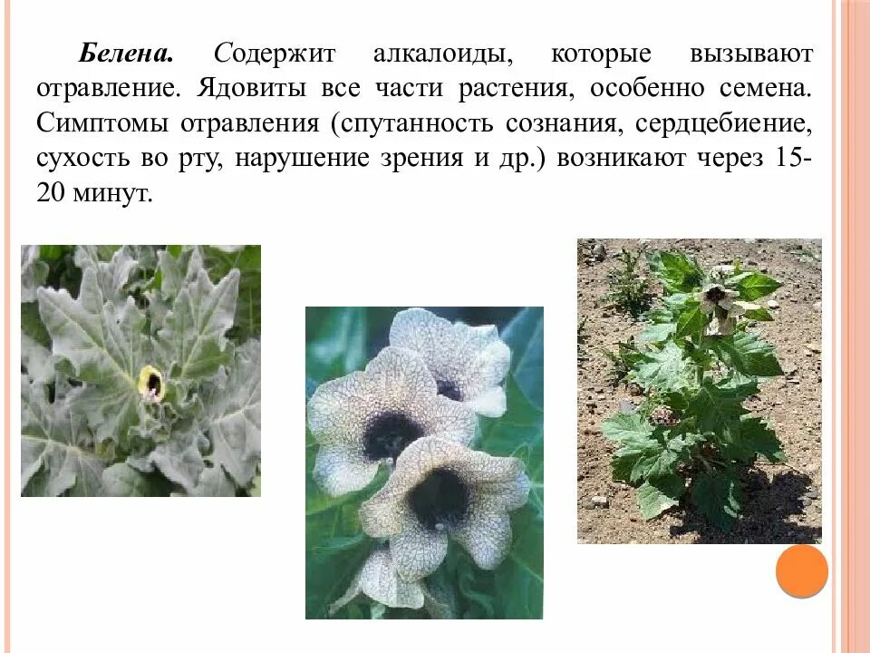 Алкалоиды в растениях. Белена растение. Алкалоид белены. Белена атропин. В белене — алкалоиды,.