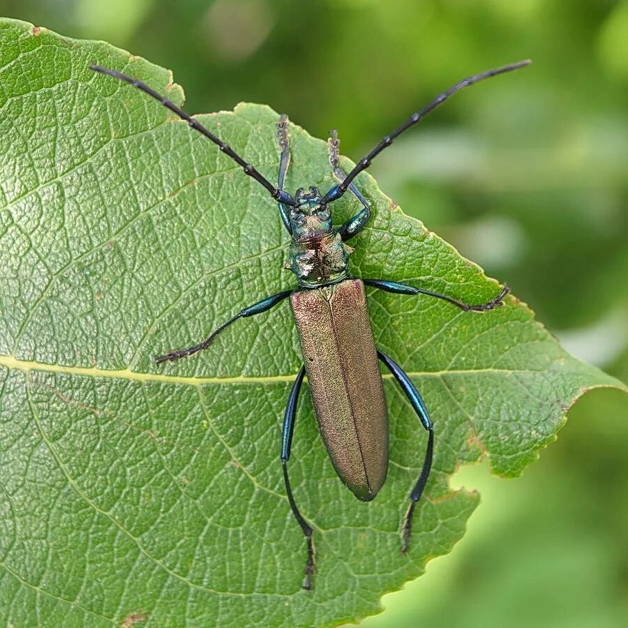 дубовый усач вредитель. жук короед усач. чёрный дубовый жук усач. жук усач древоточец. черный жук усач.