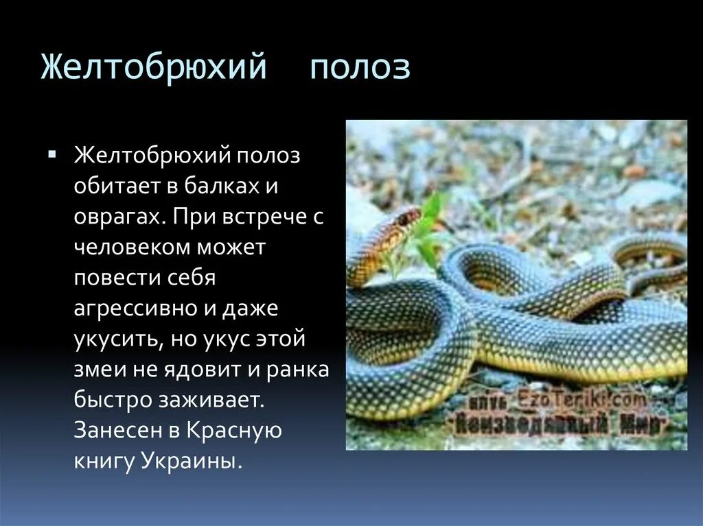 Желтобрюхий полоз крымский. Желтобрюхий полоз (желтобрюх). Эскулапов полоз. Полоз змея желтобрюхий. Желтобрюхий каспийский полоз.
