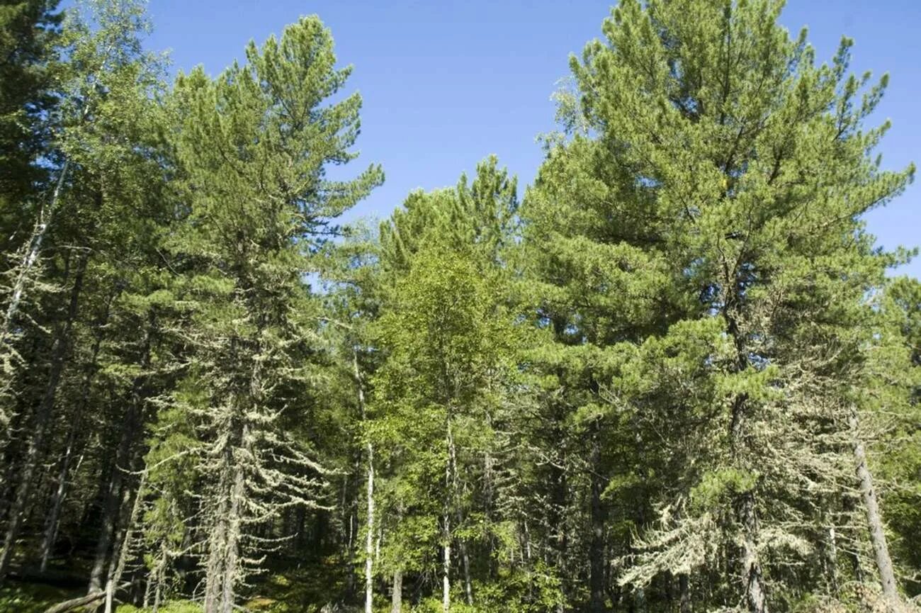 Сосна Кедровая Сибирская. Сибирский кедр в тайге. Кедр Сибирский Pinus sibirica. Кедровая сосна в тайге. Хвойный нижний