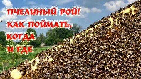 Ловлю пчел