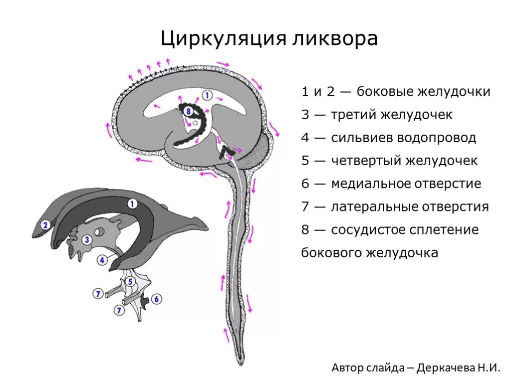 Образования желудочков мозга