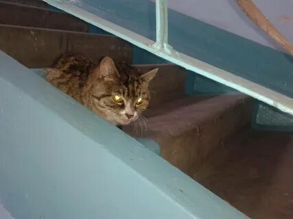 Куда деть котенка если никто не берет
