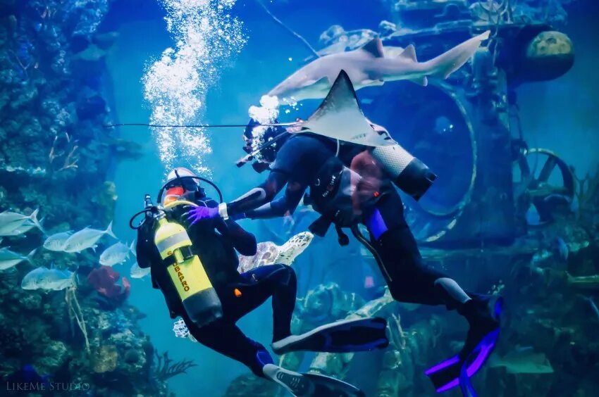 Океанариум с аквалангом. Дайвинг в крокус сити. Дайвинг-центр крокус сити океанариум. Погружение с аквалангом в москве в океанариуме. Сертификат на дайвинг в океанариуме.