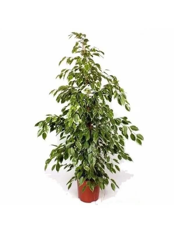 Фикус голден кинг ficus golden king. Фикус бенджамина кинг. Фикус бенджамина golden king. Фикус бенджамина голден кинг. Фикус бенджамина кинг.