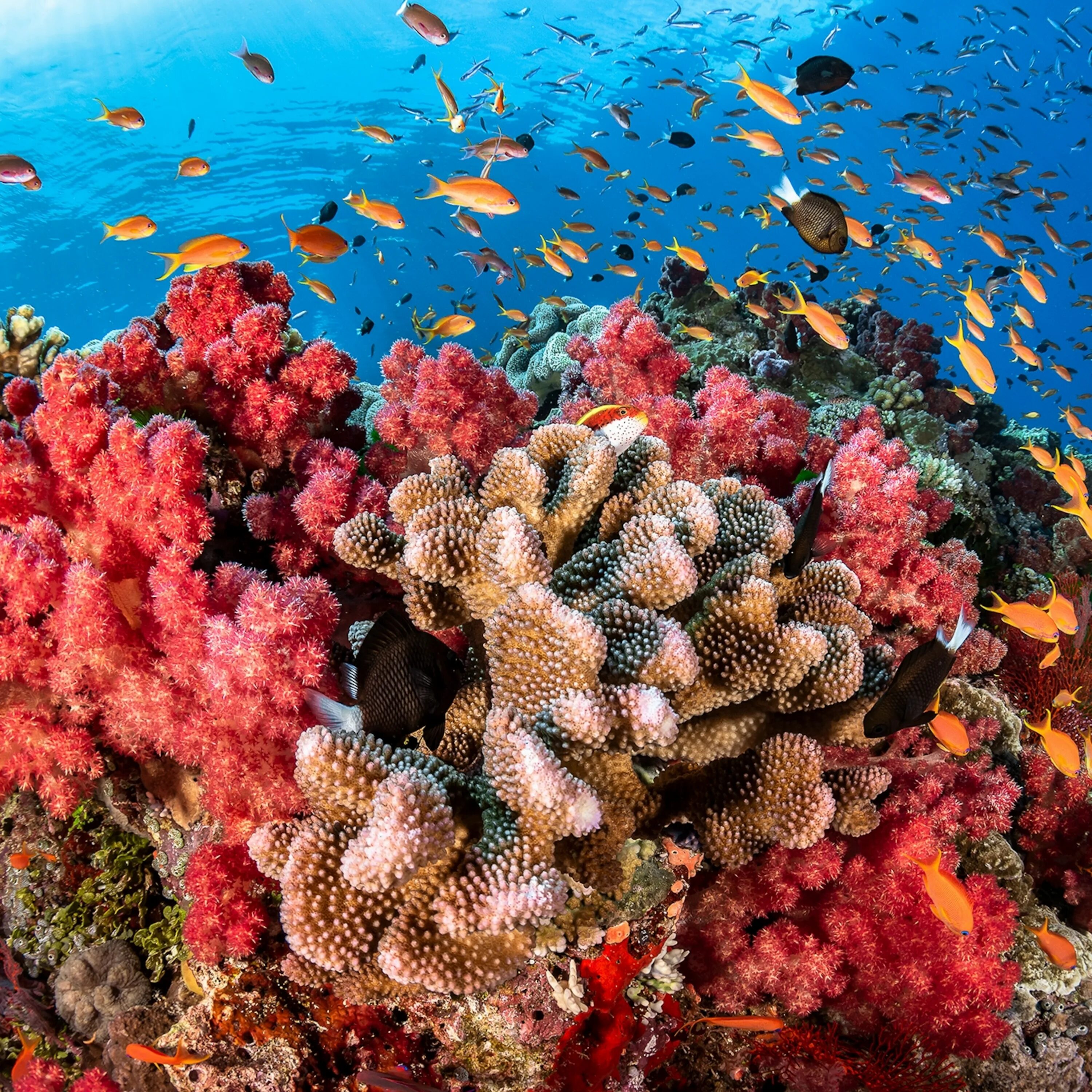 Coral video. Риф Туббатаха Филиппины. Коралловый Барьерный риф. Морской парк большого барьерного рифа. Большой Барьерный риф коралловые полипы Австралия.