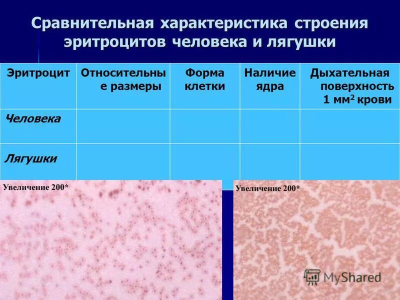 Цитоплазма эритроцита лягушки. Эритроциты форма и строение. признаки крови человека и лягушки. признаки эритроцитов человека. форменные элементы крови лягушки.