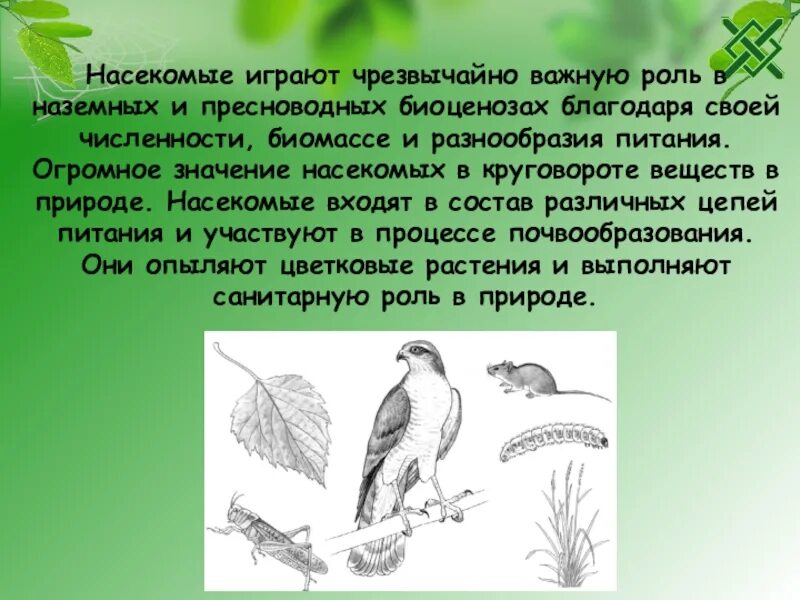 Биоценоз насекомых. Многообразие и значение насекомых биоценоза. Насекомые в Степном биоценозе. Первостепенную роль в развитии биоценозов выполняют