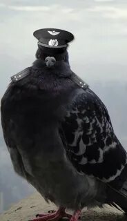Голубь снайпер