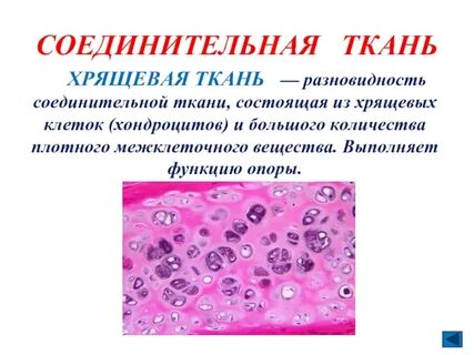 Что такое межклеточное вещество кратко