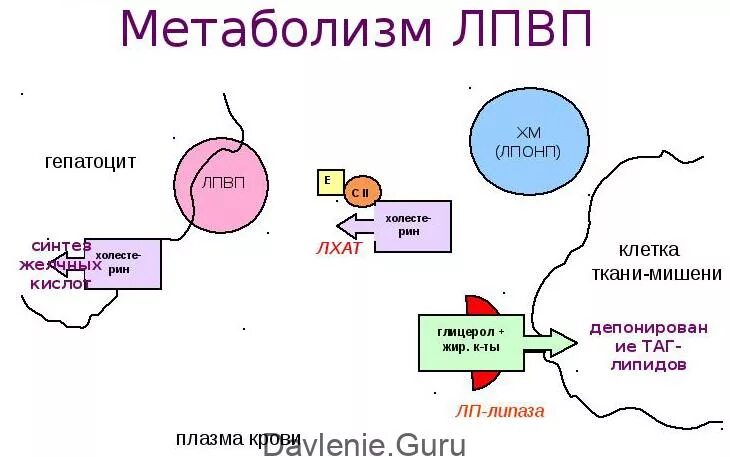 Определение липопротеинов высокой плотности лпвп альфа. Метаболизм лпвп. лпвп. метаболизм лпвп схема. липопротеины высокой плотности.