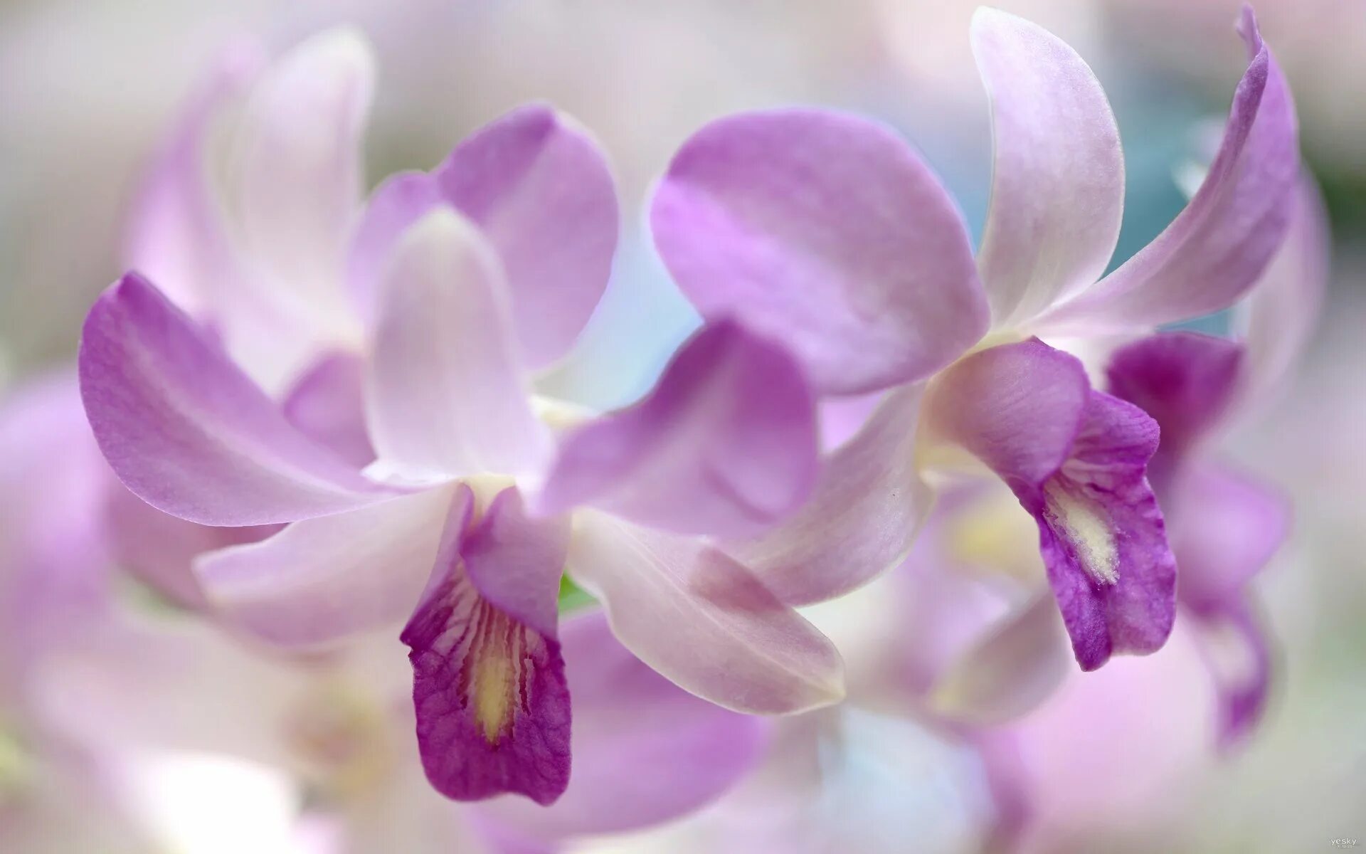 Victoria orchid
