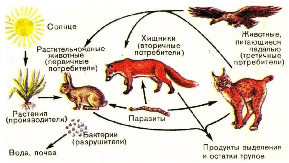 Потребителями могут быть в пищевой цепи. Пищевая цепочка в природе. Передача энергии в пищевой цепи. Передача энергии по пищевым цепям. Схема передачи энергии в пищевых цепях.