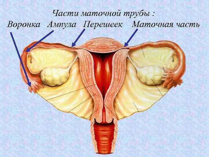 Воронка маточной трубы анатомия. Перешеек маточной трубы анатомия. Строение матки перешеек матки. Строение маточной трубы анатомия.