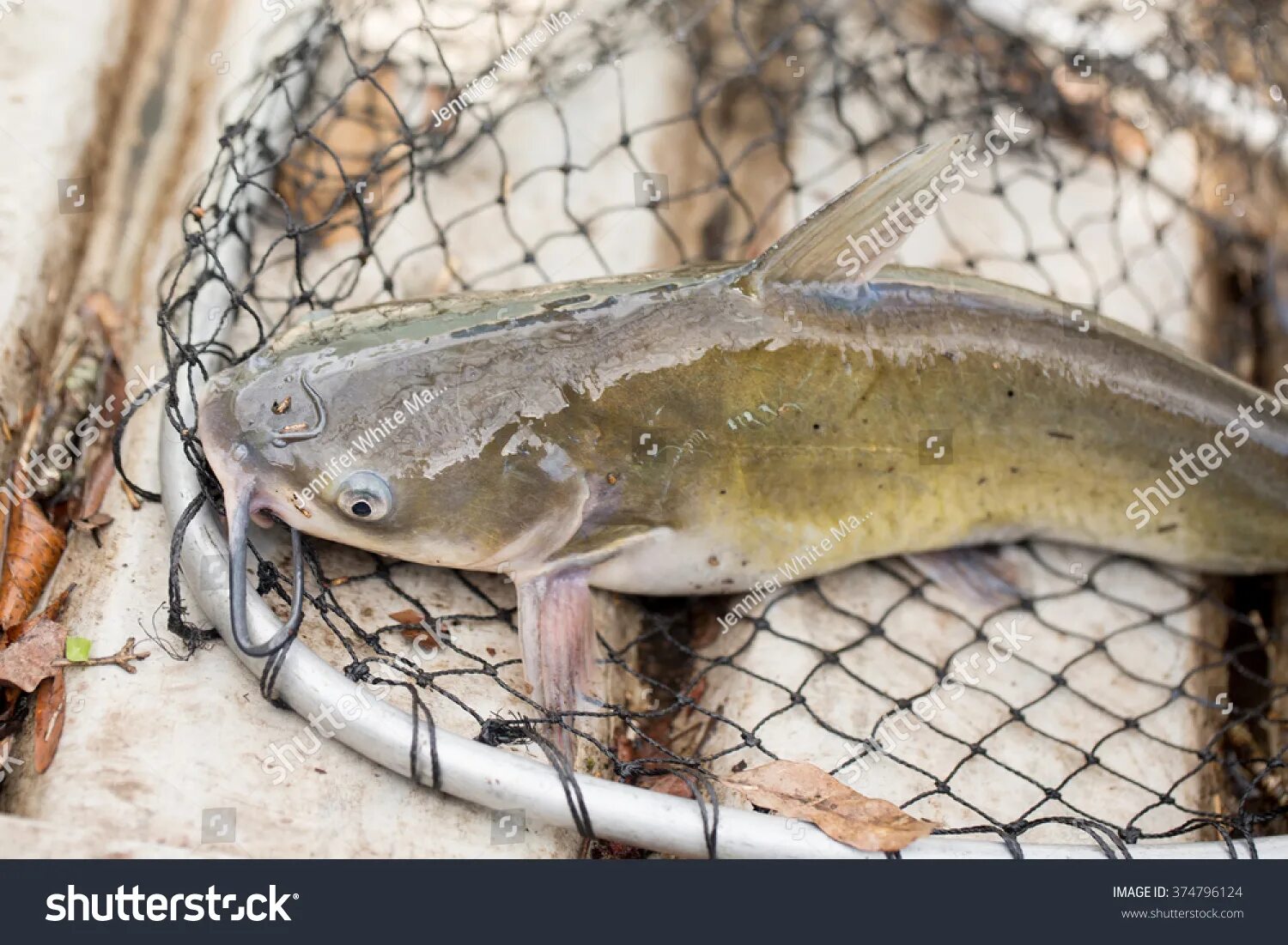 Май сом. Catfish рыба. сом рыба. азиатский сом рыба. азиатский сомик.