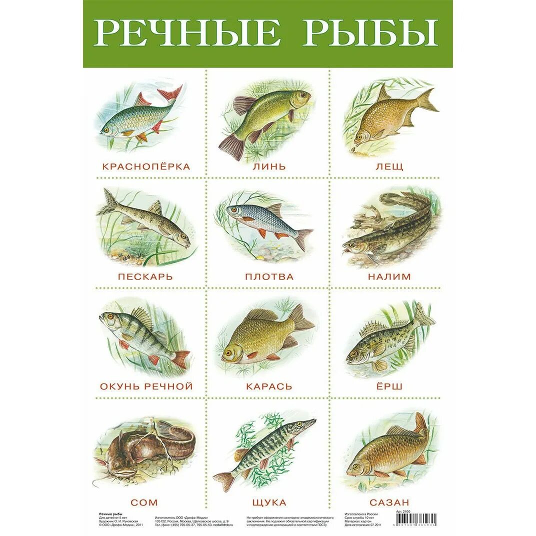 Речные рыбы. Речные рыбы плакат. Рыбы плакат для детей. Речные рыбы карточки для детей.