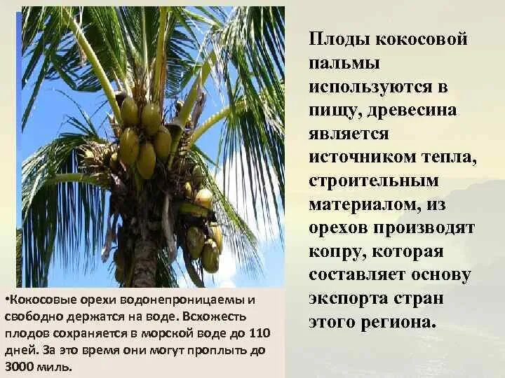 Тип распространения семян у кокосовой пальмы. Плод кокосовой пальмы. строение плода кокосовой пальмы. кокосовая пальма распространение семян. семена кокосовой пальмы.