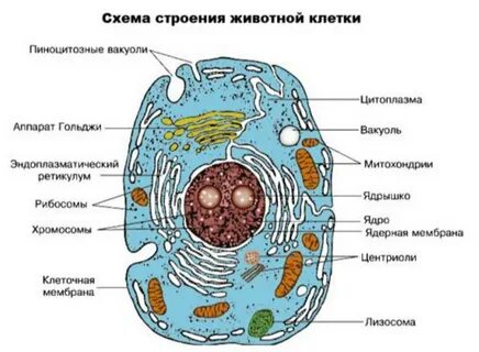 Животная клетка