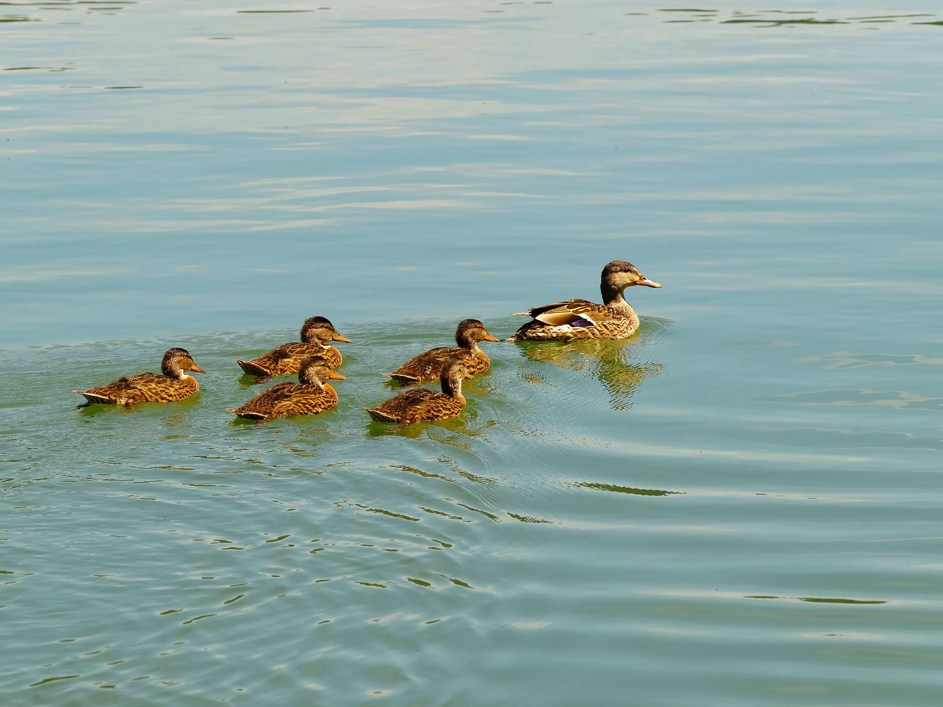 Duck source. ГАЛГАЗ утка. Утка кряква гнездо. Меотида кряква. Утки на озере.