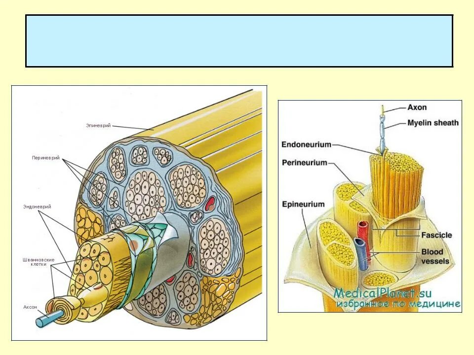 Строение нерва рисунок. Строение периферических нервных волокон. Оболочки периферического нерва. Поперечный срез периферического нерва рисунок. Нерв поперечный срез строение.
