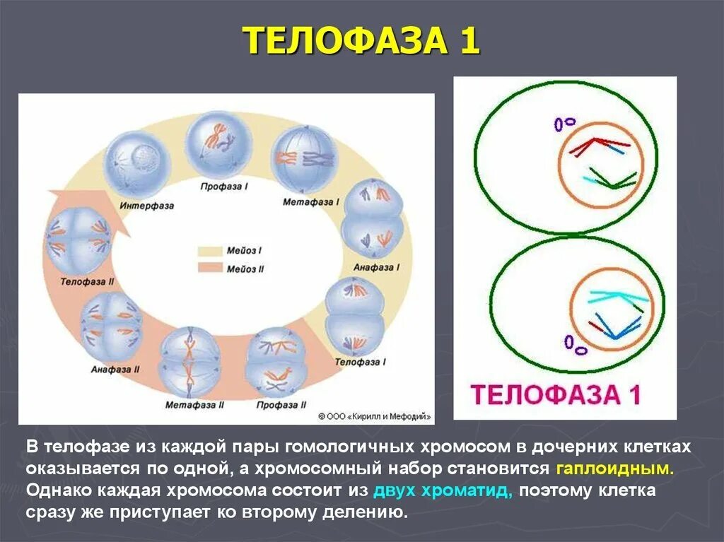 Телофаза 2. Мейоз 1 телофаза 1. Телофаза 2n2c. Мейоз 2 телофаза 2. Стадии мейоза и набор хромосом