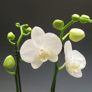 Plants орхидея