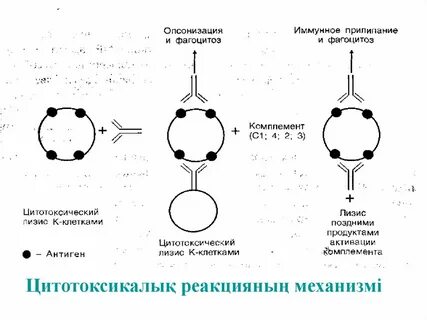 Лизис антигены