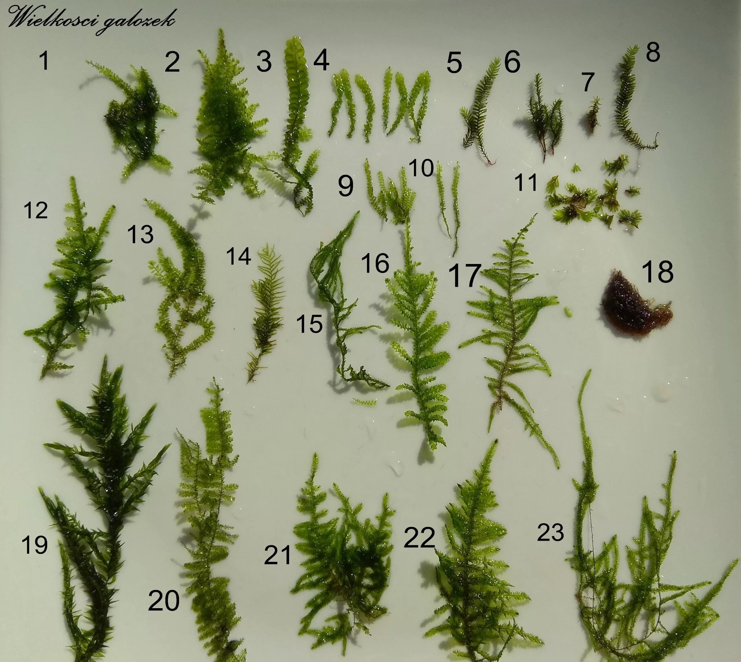 Мох Queen Moss. Мох Fissidens SP. Taiwan. Мох Локсограмма. Симфиогина мох. Примеры растений группы мхов