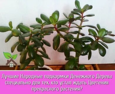 Денежное дерево опрыскивать