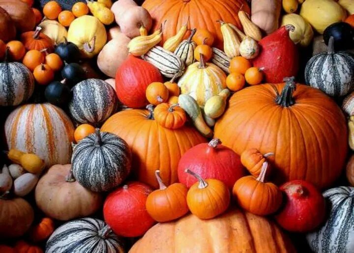 Какие виды тыквы бывают фото How To Have An Awesome Pumpkin Patch MyGreenTerra Green area rugs, Orange area
