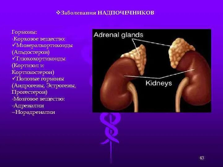 Кто лечит надпочечники. Гормоны надпочечников кортизол. Патология надпочечников. Нарушение работы надпочечников. Нарушение гормонов надпочечников.